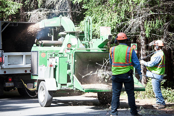 Best Storm Damage Tree Cleanup  in Hampshire, IL