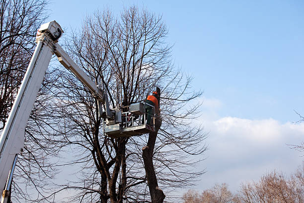 Best Tree Preservation Services  in Hampshire, IL